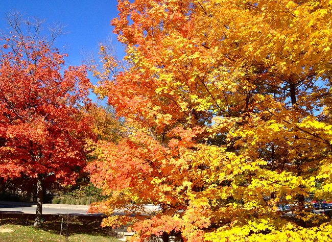 Indiana University in Fall (Photo Gallery)