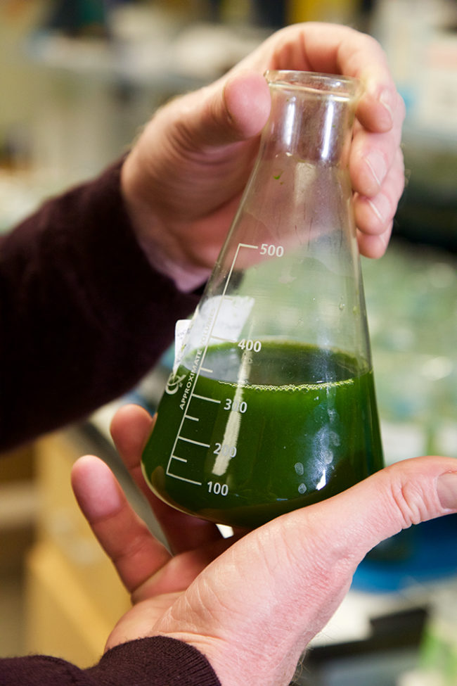 IU Photobioreactor Formula: Flue Gases + Algae = Fertilizer | Bloom ...