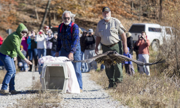 WildCare Helps Young Bald Eagle Return to Wild (Photo Gallery)