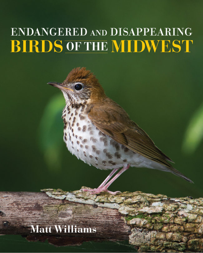 ‘Endangered and Disappearing Birds of the Midwest’ Bloom Magazine