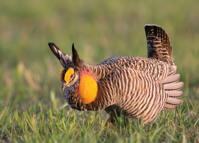 ‘Endangered and Disappearing Birds of the Midwest’ | Bloom Magazine