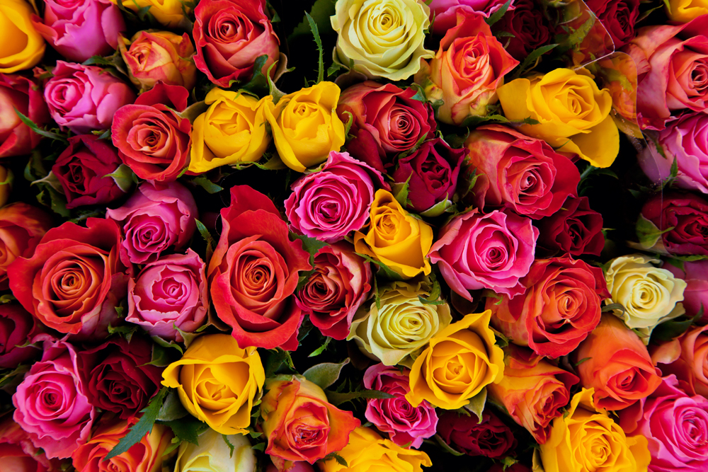 Everything’s Coming Up Roses