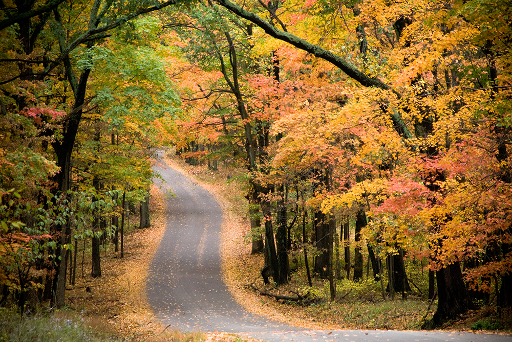 The Best Places to See Colorful Fall Leaves in Bloomington and Beyond (PHOTO GALLERY)